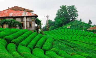 assam-meghalaya-tour-packages-1