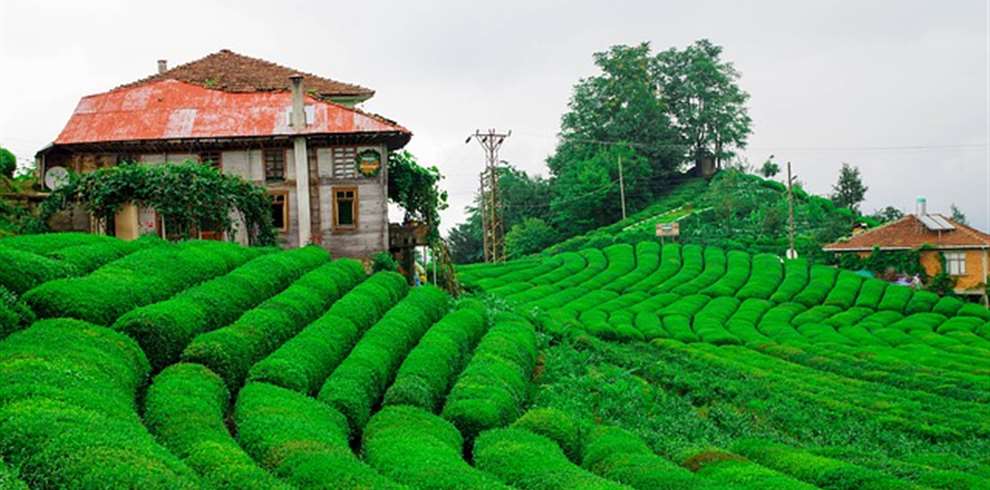 assam-meghalaya-tour-packages-1