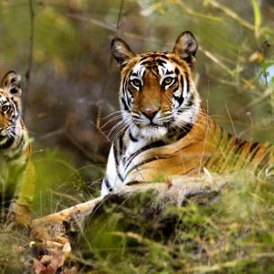 Famous Wildlife Sanctuaries in Arunachal Pradesh