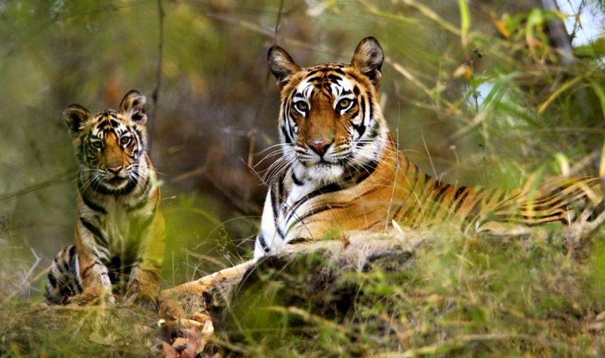 4 Famous Wildlife Sanctuaries to visit in Arunachal Pradesh