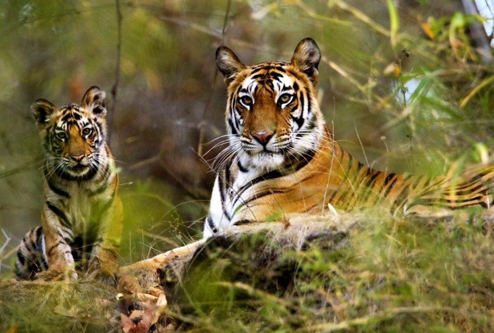 Famous Wildlife Sanctuaries in Arunachal Pradesh