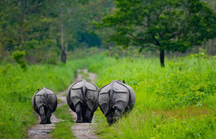 4 Famous Wildlife Parks in Assam