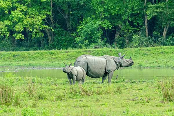 Assam-Tourism_600