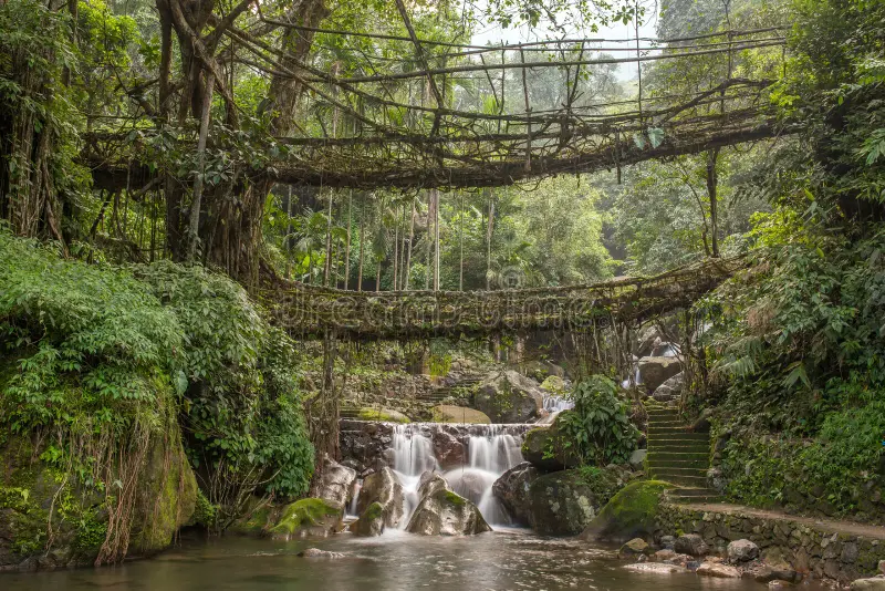 famous-double-decker-living-roots-bridge-near-nongriat-village-cherrapunjee-meghalaya-india-famous-double-decker-living-roots-115227368