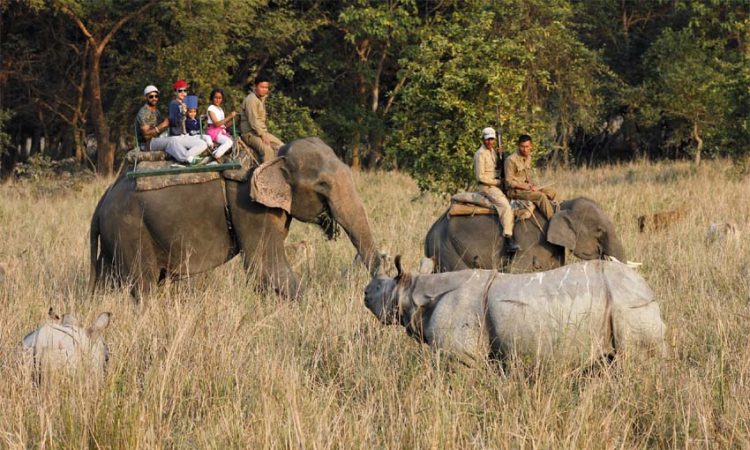 Shillong to Pobitora Taxi Booking: Your Journey to Assam’s Wildlife Haven