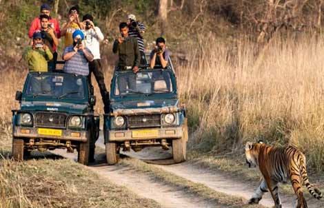 Guwahati to Manas National Park Taxi: Your Gateway to Wildlife Adventure